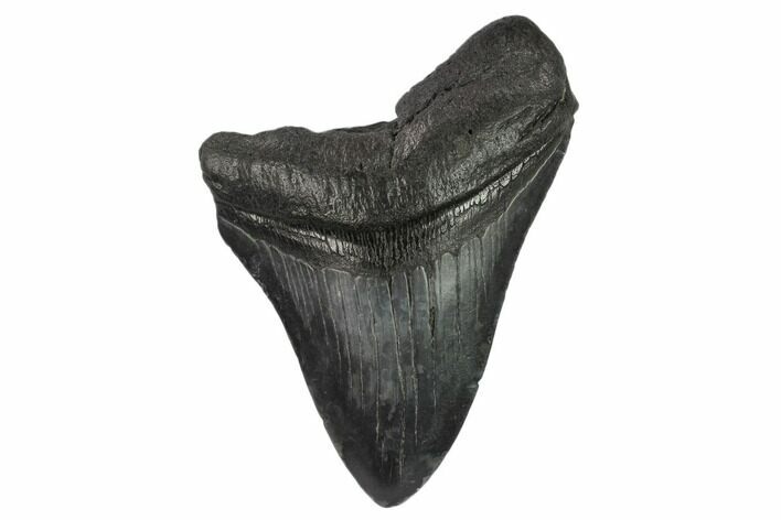 Bargain, Partial Megalodon Tooth - South Carolina #134294